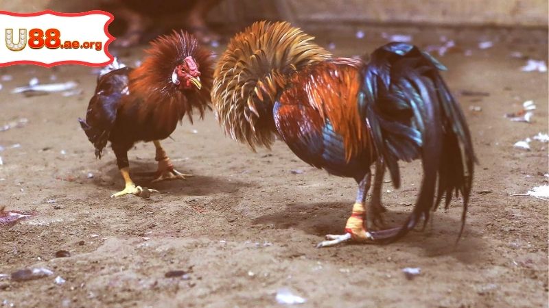 Gà Đá Thomo Trực Tiếp Hôm Nay – Xem Đá Gà Đỉnh Cao