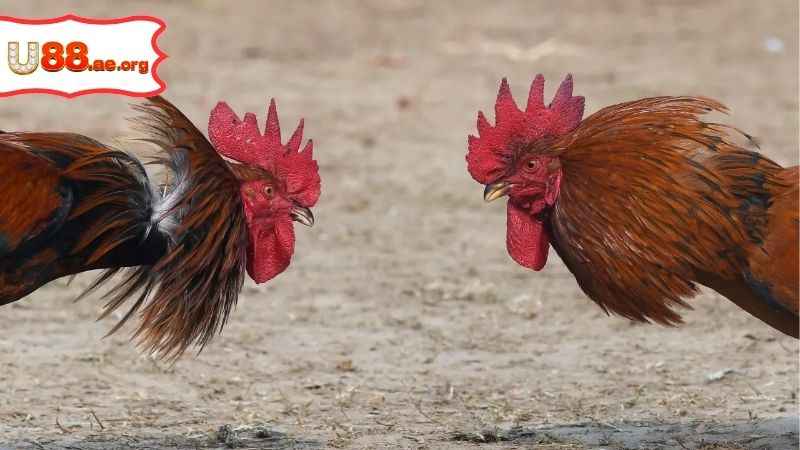 Trực Tiếp Đá Gà Hôm Nay – Những Trận Đấu Nảy Lửa